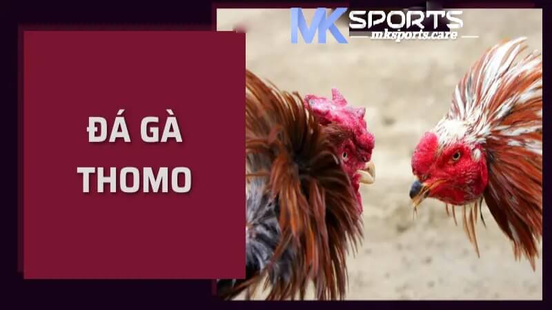 Đá gà Thomo tại MKsports an toàn và hấp dẫn